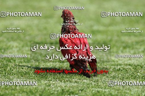 724503, Tehran, [*parameter:4*], لیگ برتر فوتبال ایران، Persian Gulf Cup، Week 26، Second Leg، Esteghlal 1 v 1 Persepolis on 2009/02/13 at Azadi Stadium